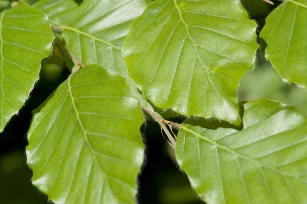 처녀 녹색 잎 — 스톡 사진