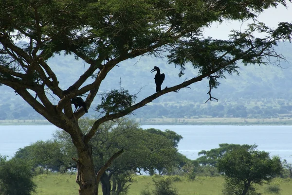 Afrikansk fågel på träd — Stockfoto