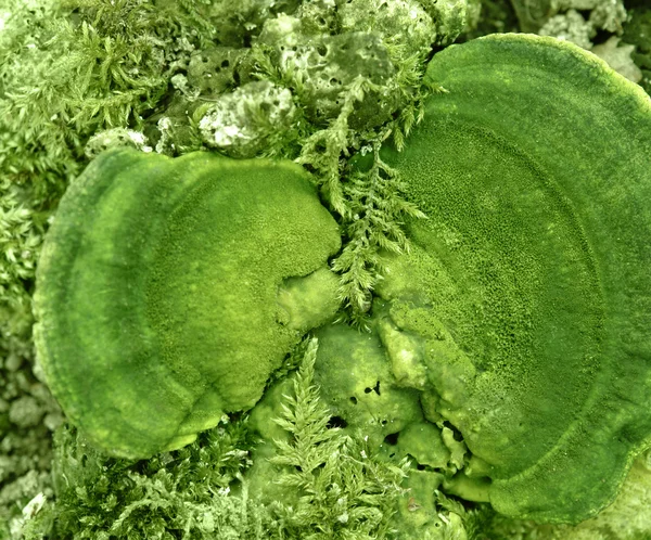Cogumelo verde abstrato — Fotografia de Stock
