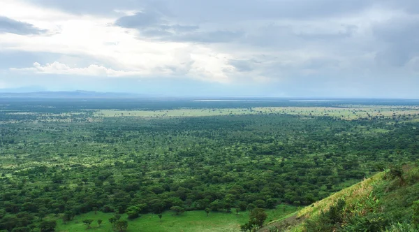 Rond ondoordringbare bos van bwindi in Afrika — Stockfoto
