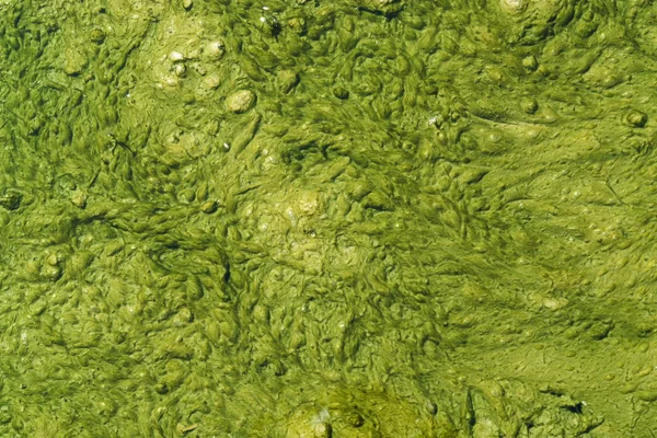 绿色粘液与小气泡 — 图库照片