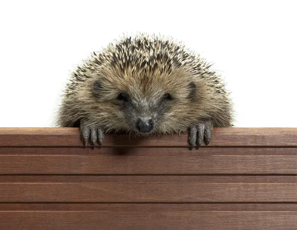 Hedgehog and wooden panel — Stock Photo, Image