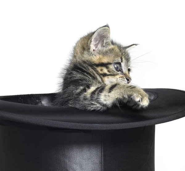 Kitten in top hat — Stock Photo, Image