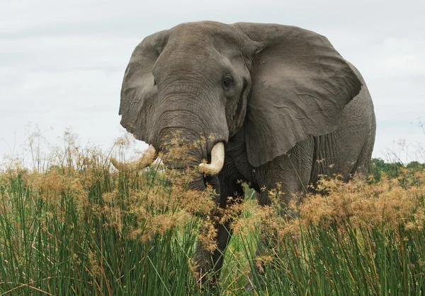 Elefant i högt gräs — Stockfoto