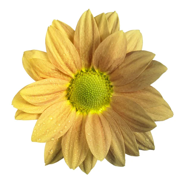 Izolovaný žlutý květ — Stock fotografie