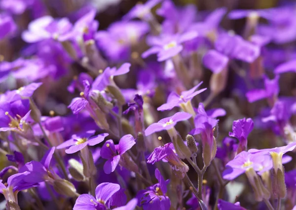 Маленькие фиолетовые цветы — стоковое фото