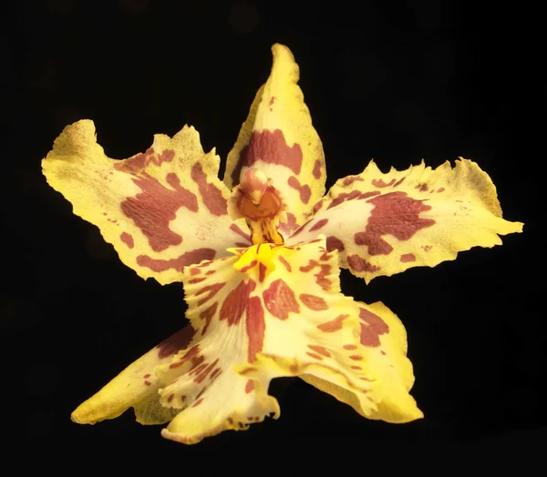 Sarı ve kırmızı orkide çiçek — Stok fotoğraf