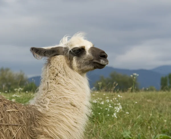 Lama in cloudy ambiance — Stock Photo, Image