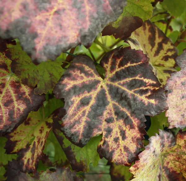 Dettaglio foglie d'uva — Foto Stock