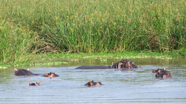 Quelques Hippos au bord de l'eau en Ouganda — Photo