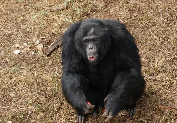 갈색 잔디 바닥에 침팬지 — 스톡 사진