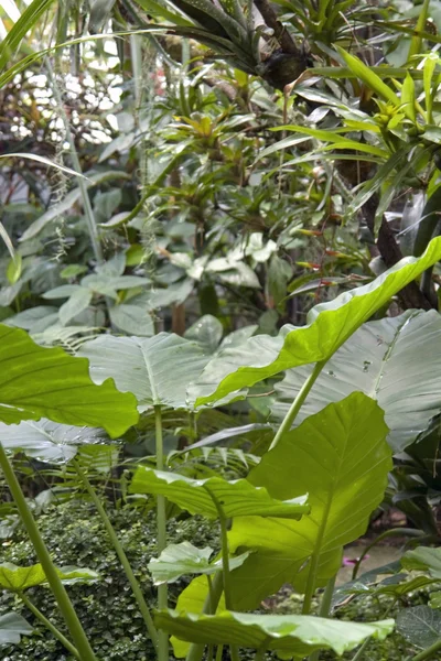 Flourish jungle vegetation — Stock Photo, Image