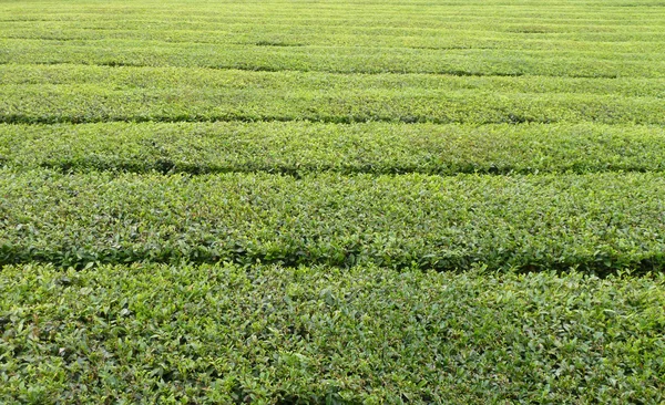 Detalle de plantación de té — Foto de Stock