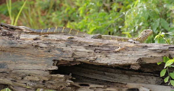 Lizard in Uganda — Stock Photo, Image