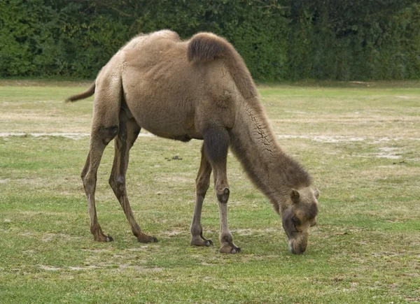 Camelo-bactriano — Fotografia de Stock