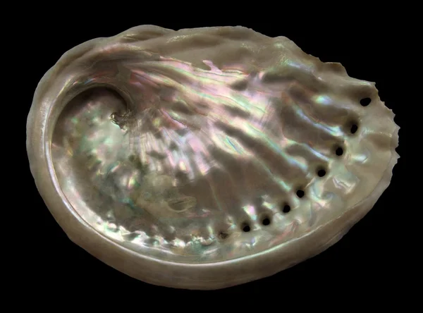 Colorful Abalone inside — Stock Photo, Image