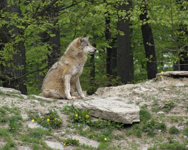 Grå varg sitter på liten kulle — Stockfoto