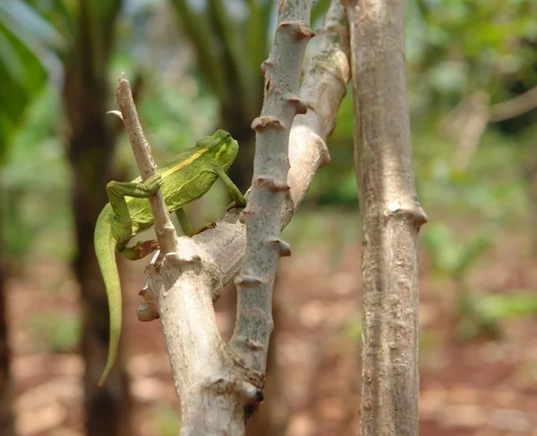 Chameleon in Uganda — Stock Photo, Image