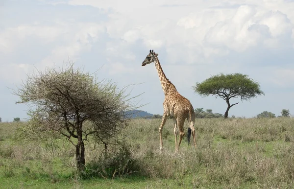 Giraffe in the savannah — Stock Photo, Image
