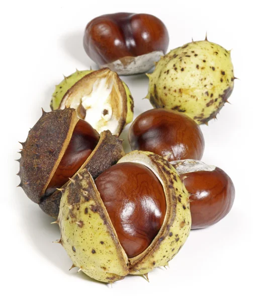 Horse chestnuts Stock Picture