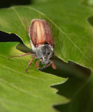 May beetle sitting on a twig clipart