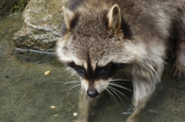 Raccoon and water clipart