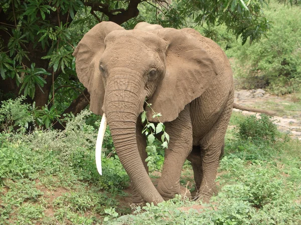 Elefante al mangime — Foto Stock