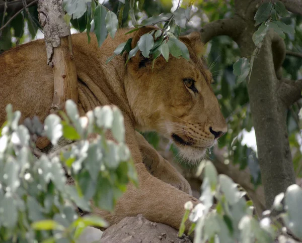 León en un árbol africano — Foto de Stock