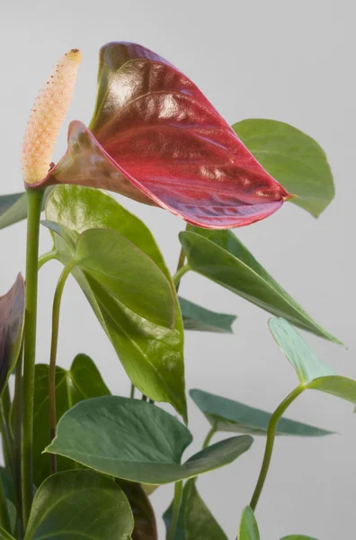 플라밍고 꽃 — 스톡 사진
