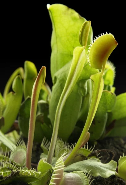 stock image Carnivorous plants
