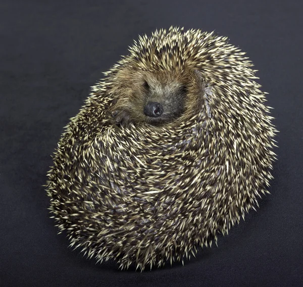 Rolled-up hedgehog in dark back — Stock Photo, Image