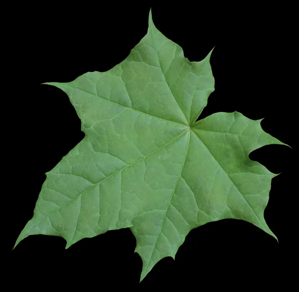 Green leaf in black back — Stock Photo, Image