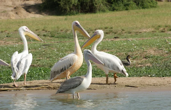 Grote witte pelikanen in Afrika — Stockfoto