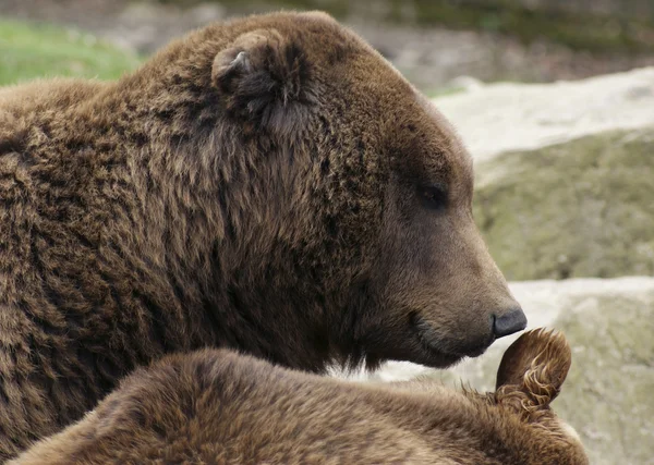 Brun björn porträtt — Stockfoto
