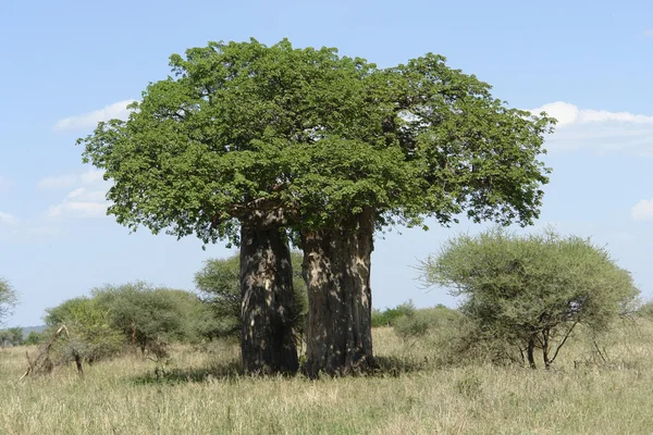 Büyük baobab ağacı — Stok fotoğraf