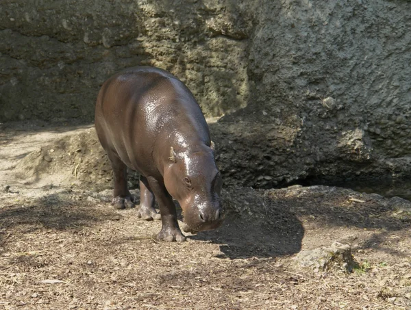 Hipopótamo pigmeu — Fotografia de Stock
