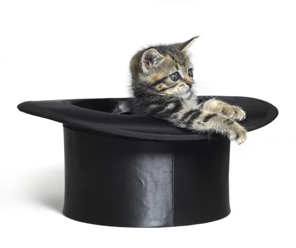 Cute kitten playing in a black top hat — Stock Photo, Image