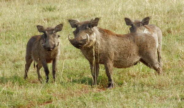 Warthogs in Uganda — Stock Photo, Image