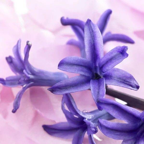 Flores azuis em pastel de volta — Fotografia de Stock