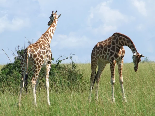 Két zsiráf napfényes hangulatban — Stock Fotó