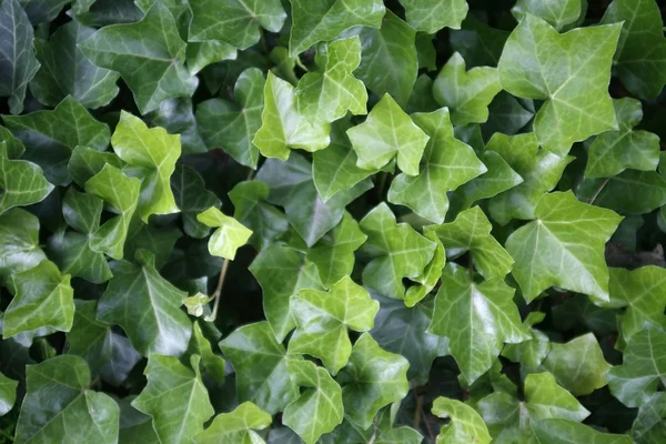 Ivy foglie primo piano — Foto Stock