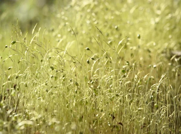 Moss sporangium macro — стоковое фото