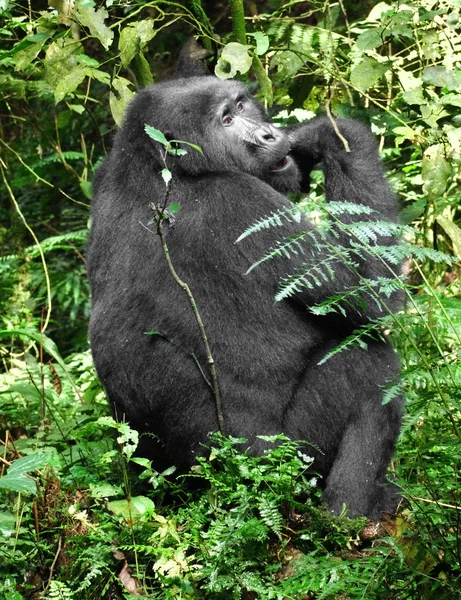 Hegyi gorilla a zöld növényzet — Stock Fotó