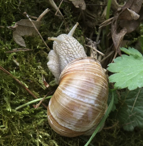 stock image Grapevine snail