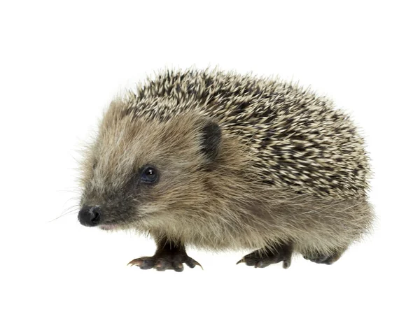 Young hedgehog in white back — Stock Photo, Image