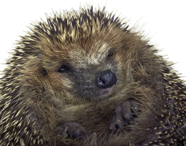 Rolled-up hedgehog portrait — Stock Photo, Image