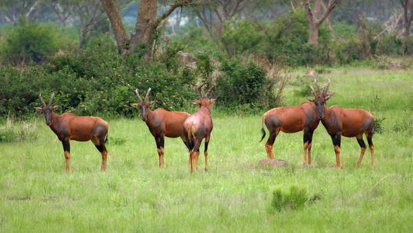 Common Tsessebe in Africa — Stock Photo, Image
