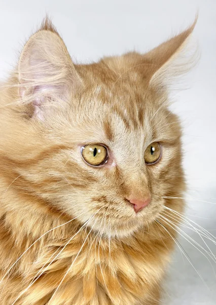 Maine Coon kitten portrait Royalty Free Stock Images
