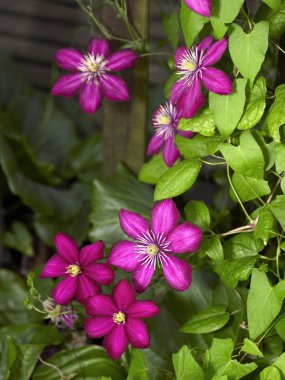 Intense Clematis flowers clipart