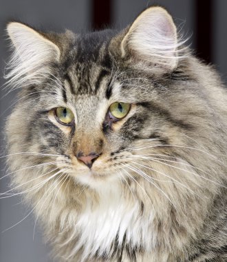 Norwegian Forest Cat portrait clipart